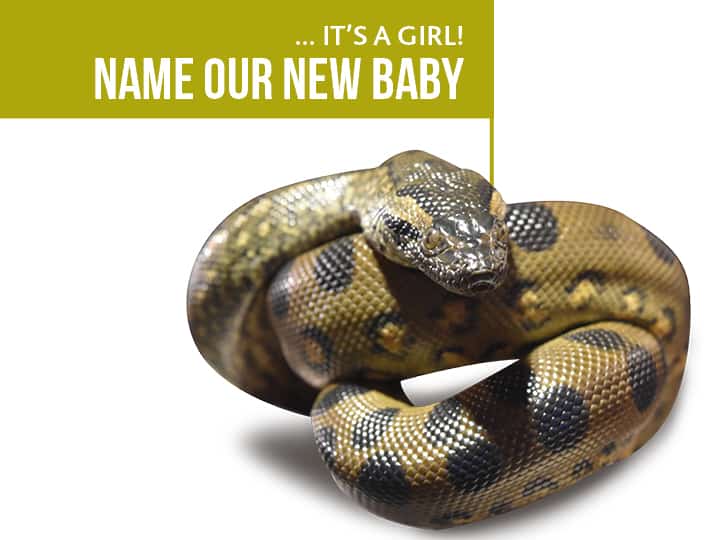 Name Our Baby Anaconda And Win!